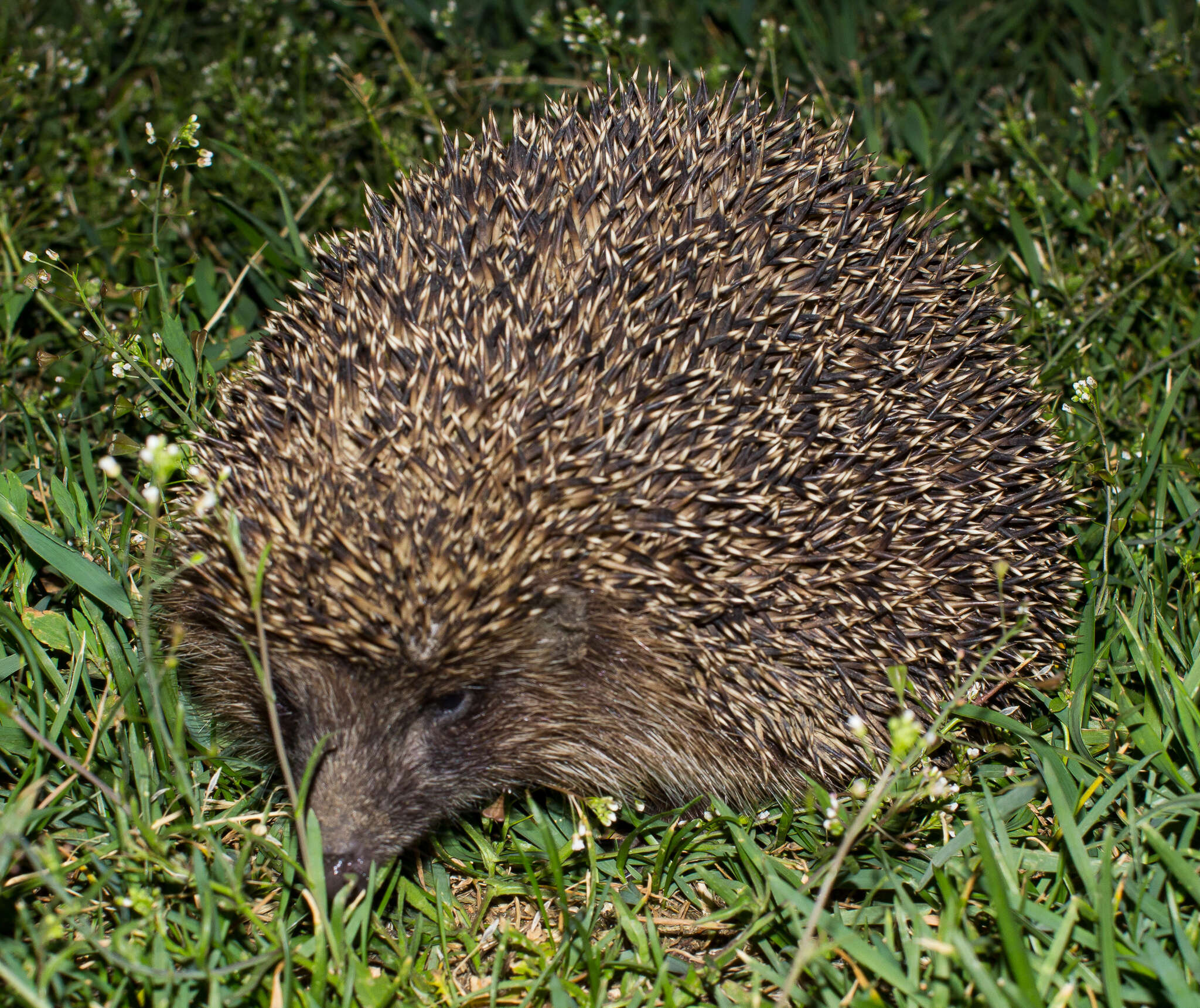 Image of Northern White-Breasted Hedgehog