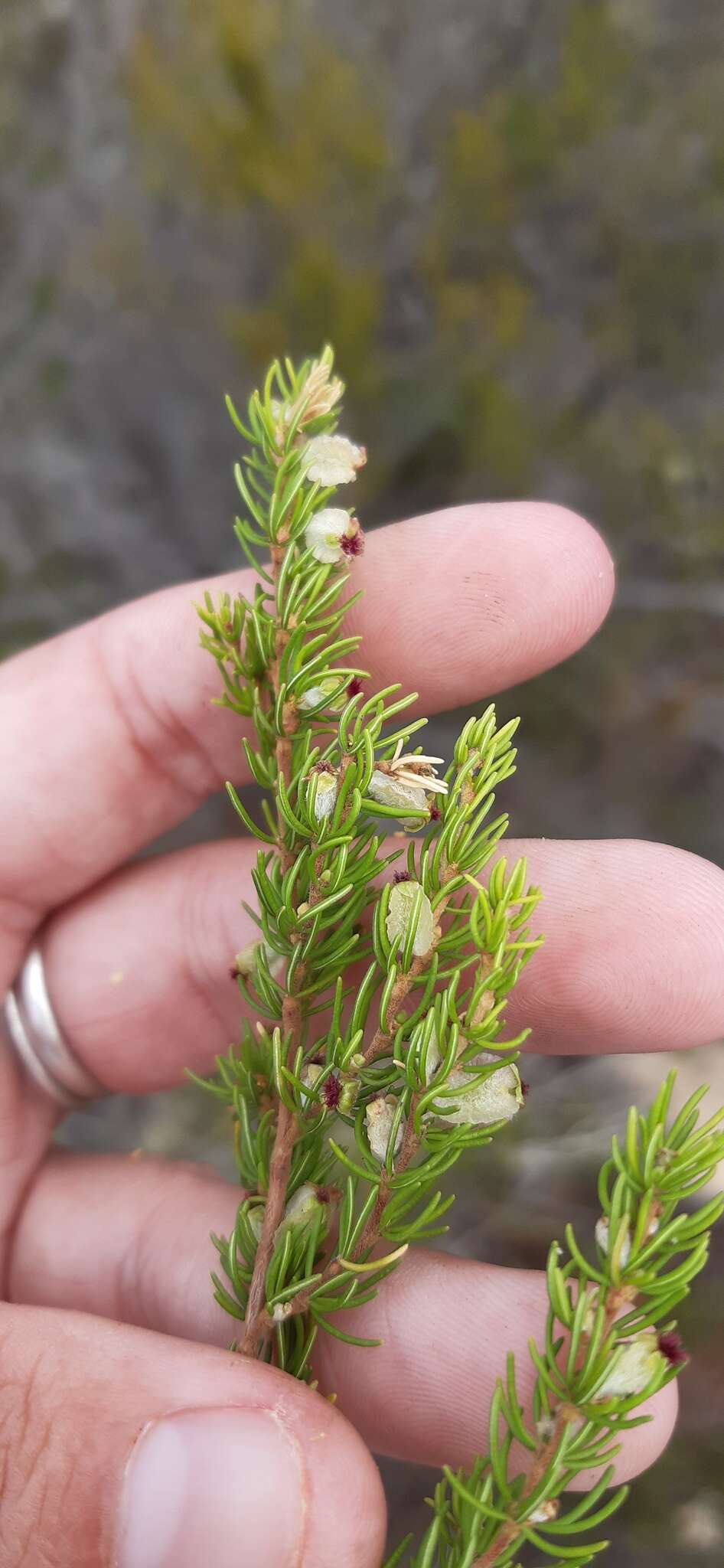 Image of Cliffortia burgersii E. G. H. Oliver & A. C. Fellingham