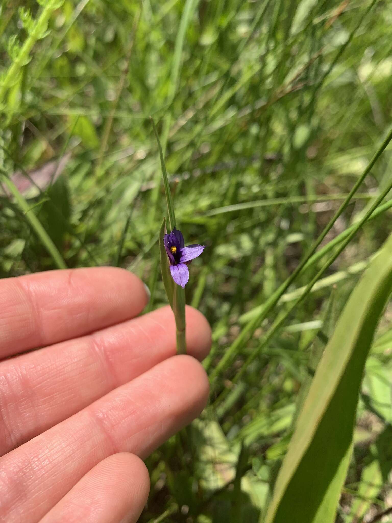 Image of Alaska Blue-Eyed-Grass