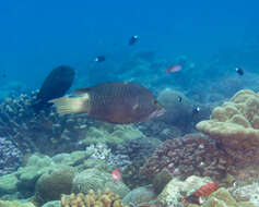 Image of Dwarf slingjaw wrasse