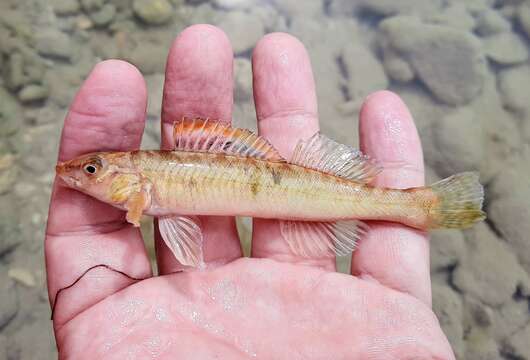 Percina carbonaria (Baird & Girard 1853) resmi