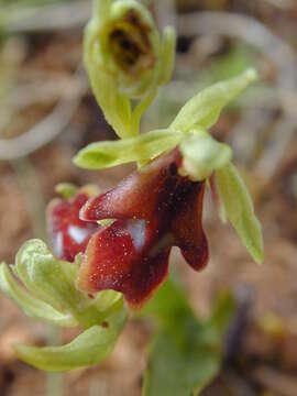 Слика од Ophrys insectifera subsp. aymoninii Breistr.