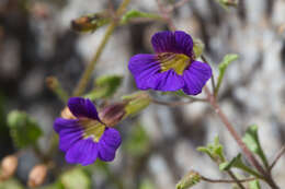 Image de Stemodia pusilla Benth.