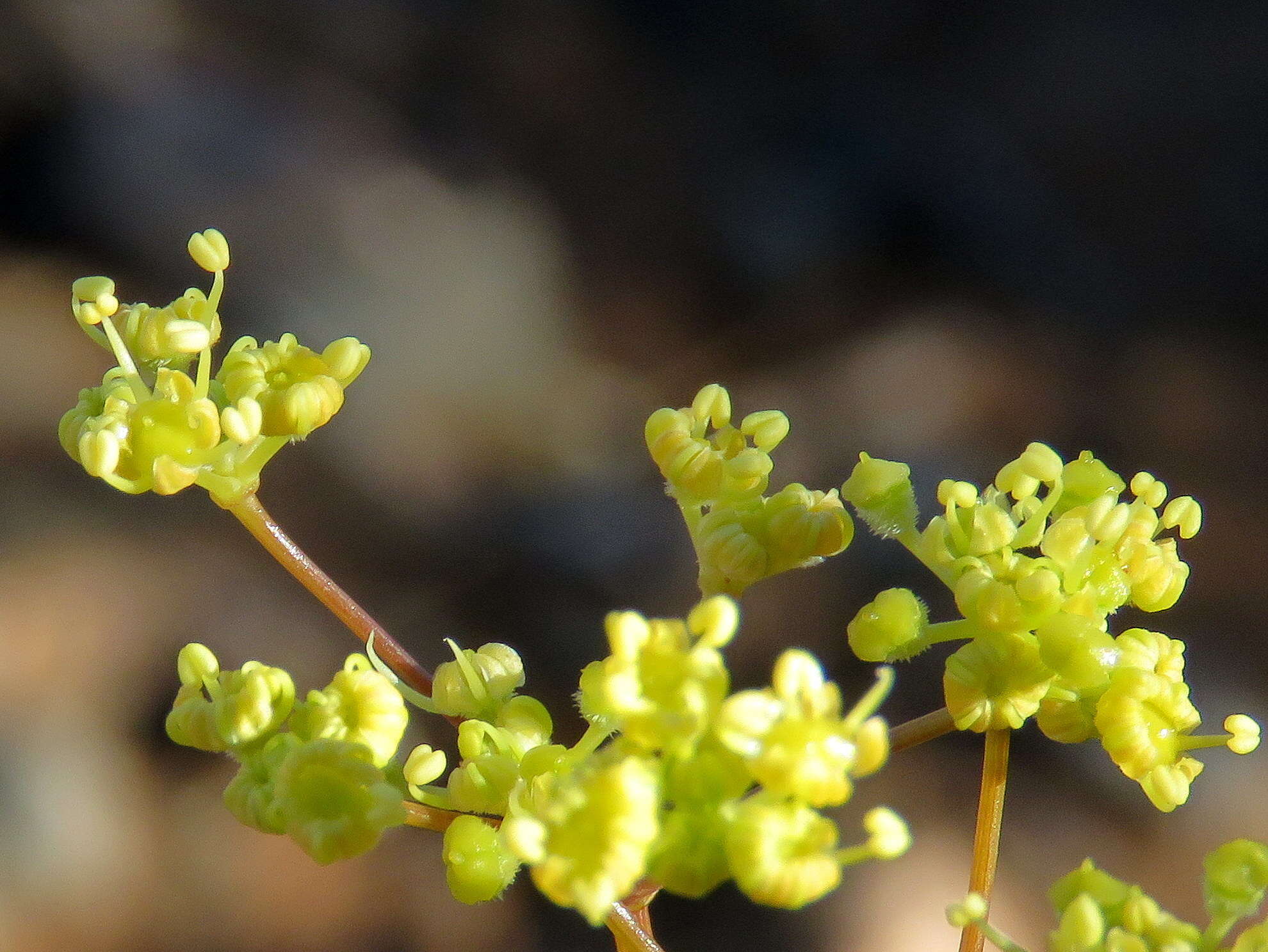 Image of Deverra denudata subsp. aphylla (Cham. & Schltdl.) Pfisterer & Podl.