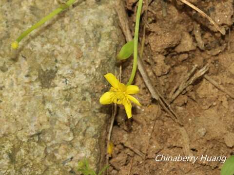 Ranunculus ternatus C. P. Thunberg ex A. Murray的圖片