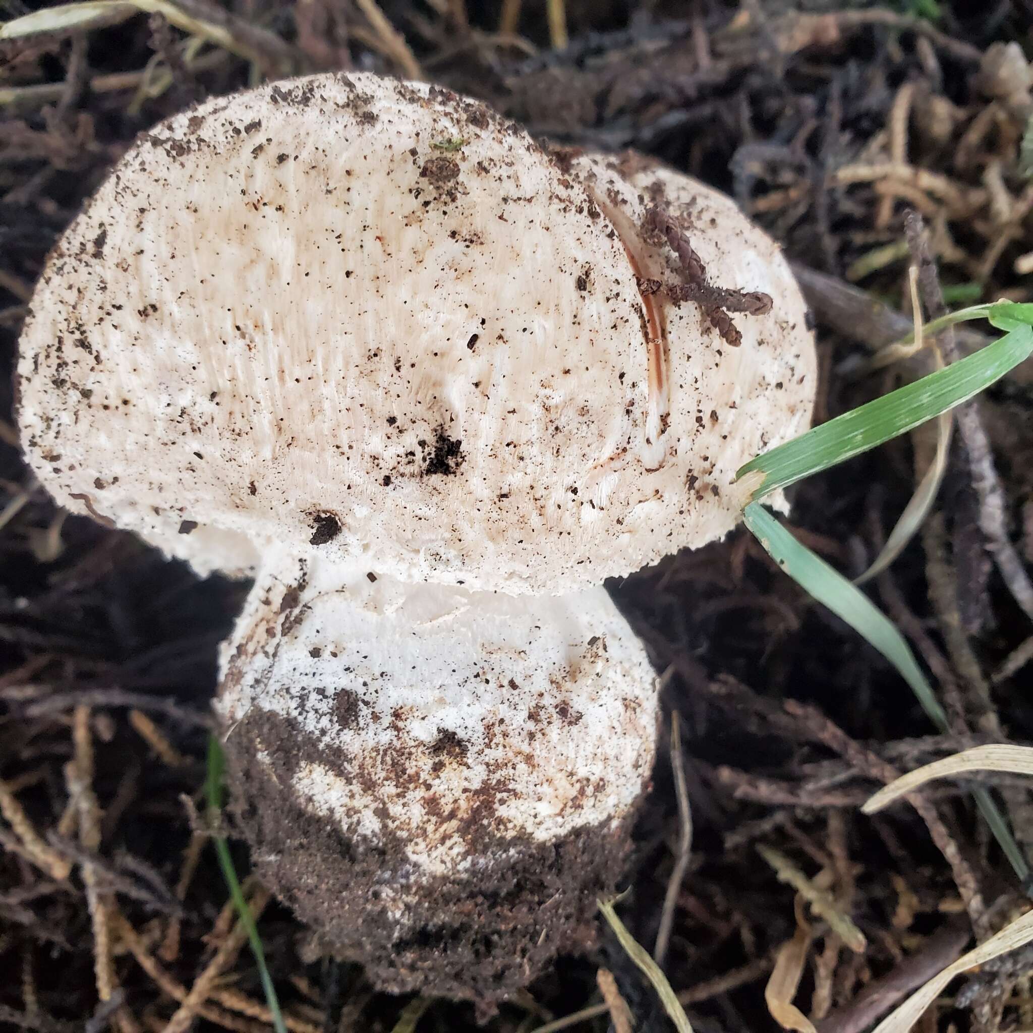 Image of Agaricus pattersoniae Peck 1907