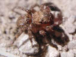 Image de Euophrys rufibarbis (Simon 1868)