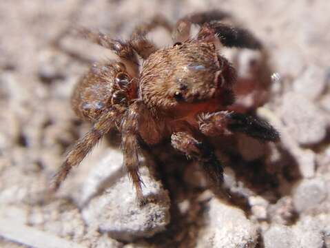 Image of Euophrys rufibarbis (Simon 1868)