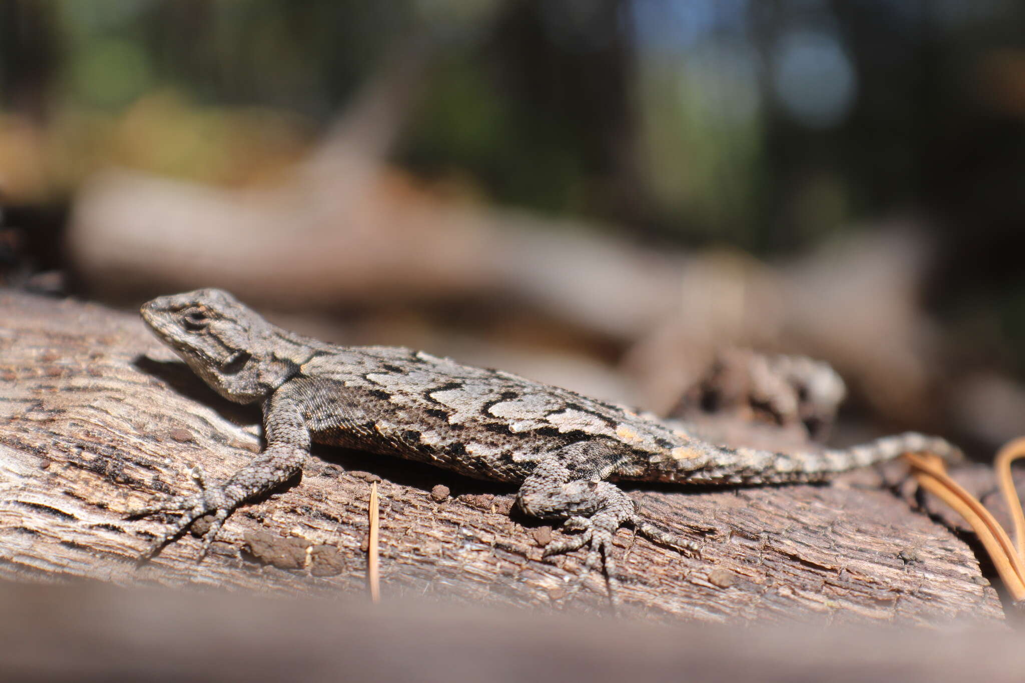 Sceloporus lemosespinali Lara-góngora 2004 resmi