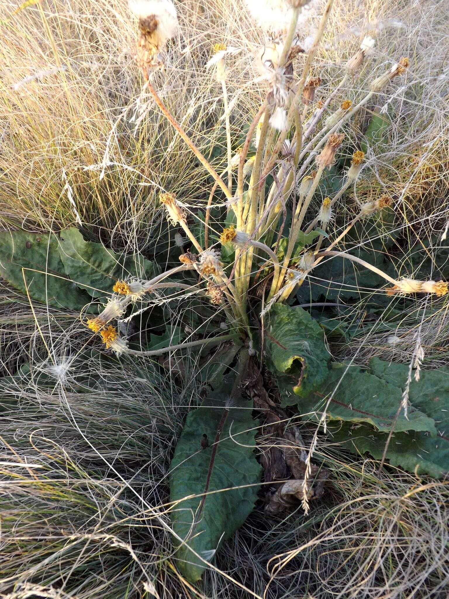 Sivun Taraxacum serotinum (Waldst. & Kit.) Poir. kuva