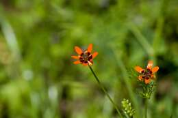 Image of summer pheasant's eye