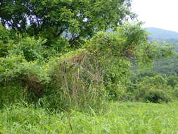 Image de Rhus chinensis Mill.