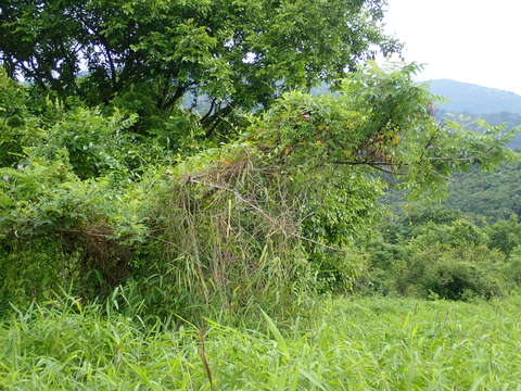 Sivun Rhus chinensis Mill. kuva