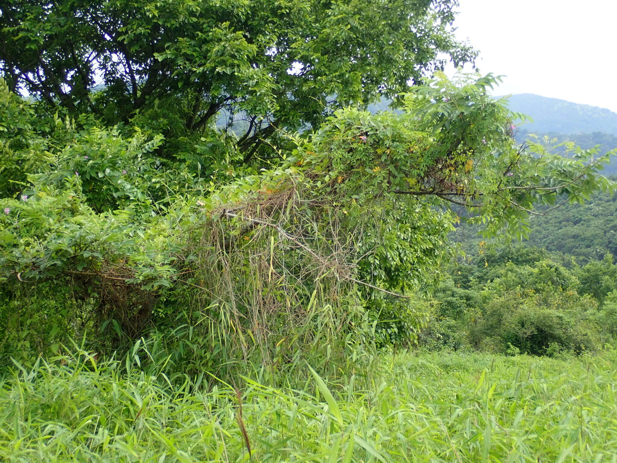 Image de Rhus chinensis Mill.