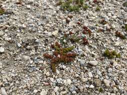 Image of Mossy Stonecrop