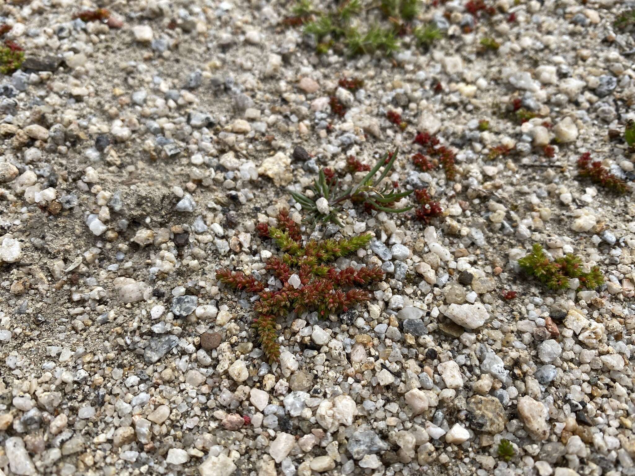 Crassula tillaea Lester-Garland resmi