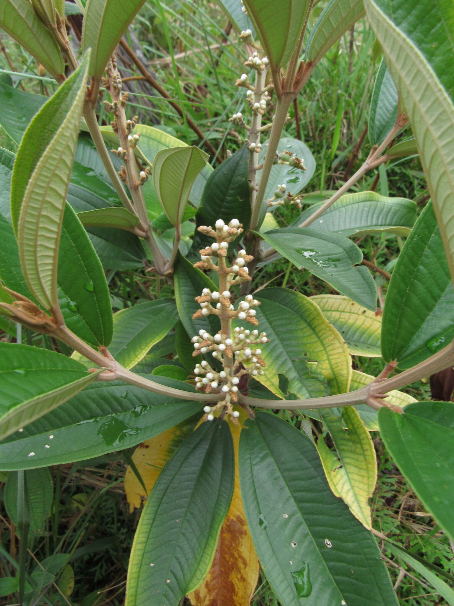 Image of Miconia stenostachya (Schrank & C. Martius) DC.