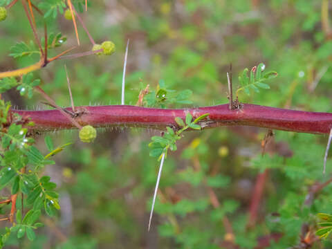 Acacia pulchella R. Br. resmi