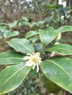 Слика од Illicium anisatum L.