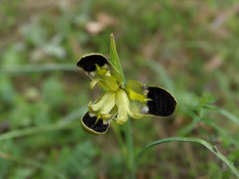 Image of Iris tuberosa L.