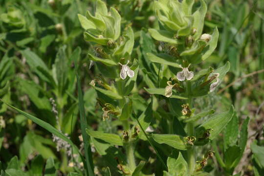 Imagem de Ajuga laxmannii (Murray) Benth.