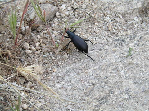 Imagem de Eleodes (Xysta) longicollis Le Conte 1851