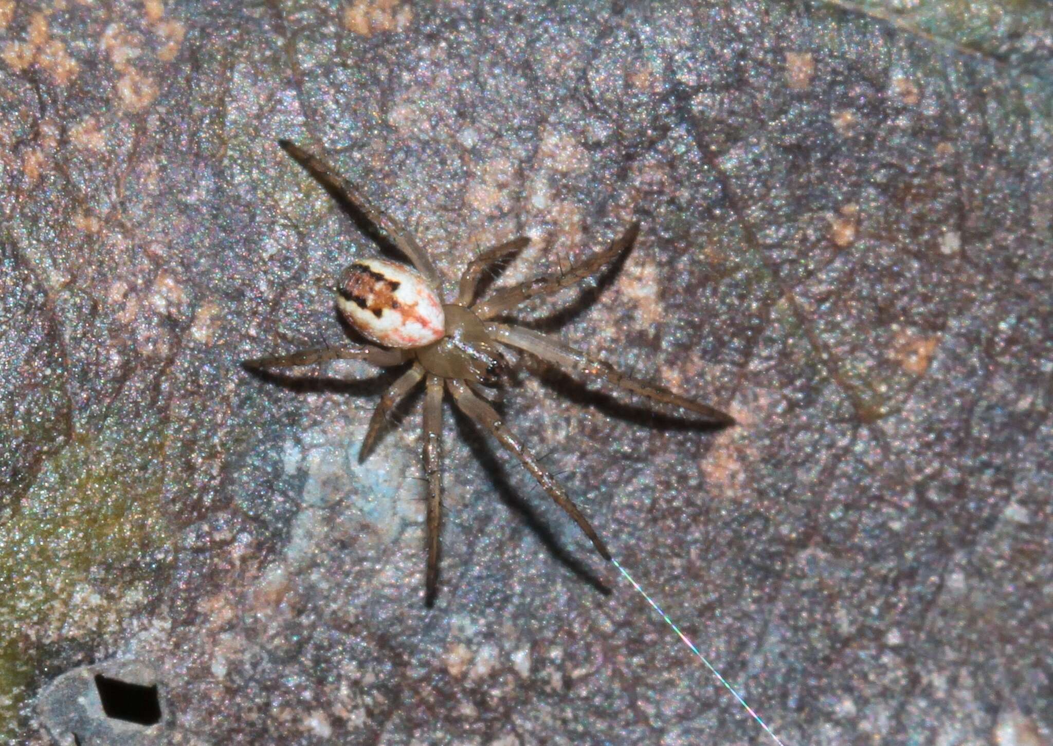 Image of Mangora acalypha (Walckenaer 1802)