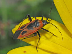 Image of Calocoris nemoralis (Fabricius 1787)