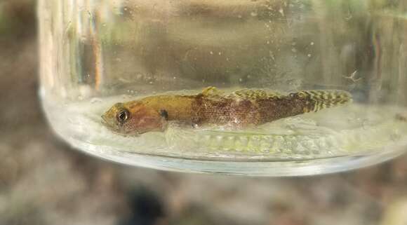 Image of Fantail Darter