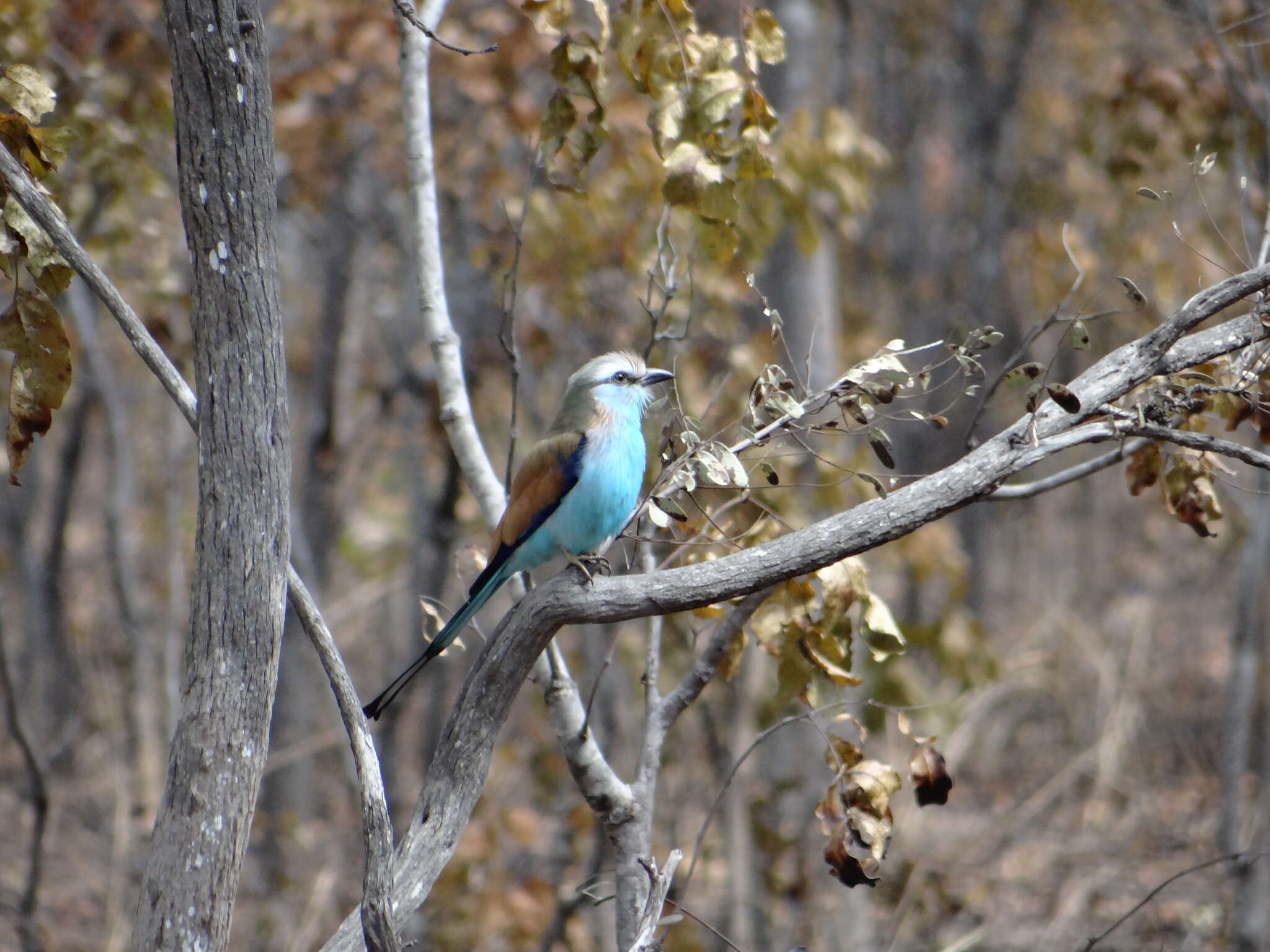 Image of Racket-tailed Roller