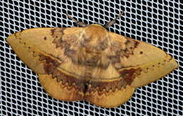 Image of Anthela varia (Walker 1855)