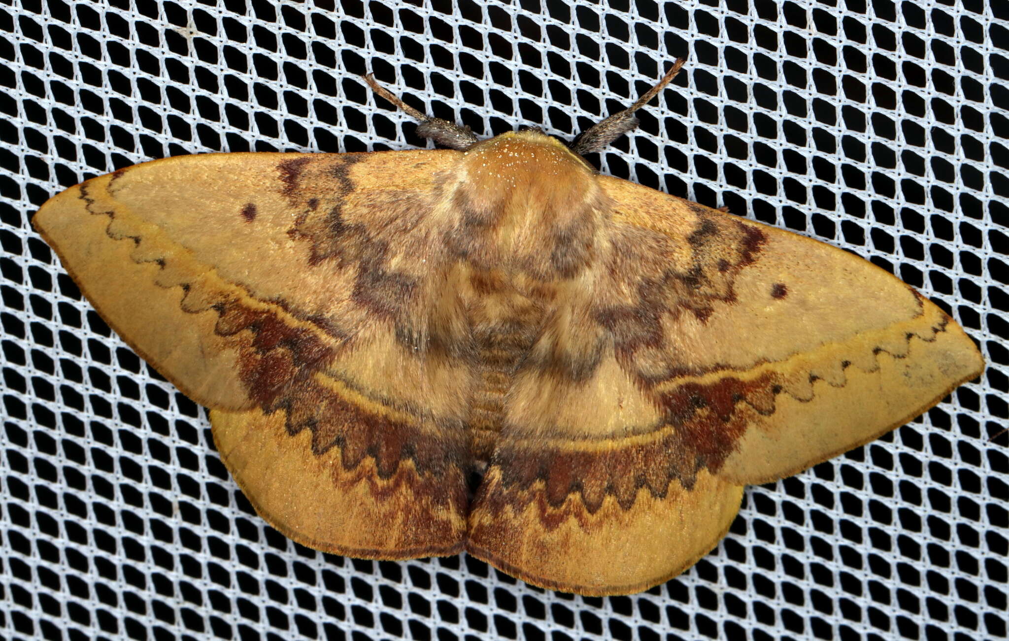 Image of Anthela varia (Walker 1855)