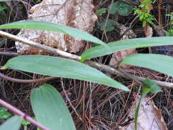 Image of Bomarea acutifolia (Link & Otto) Herb.