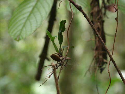 Image of Otoglossum globuliferum (Kunth) N. H. Williams & M. W. Chase