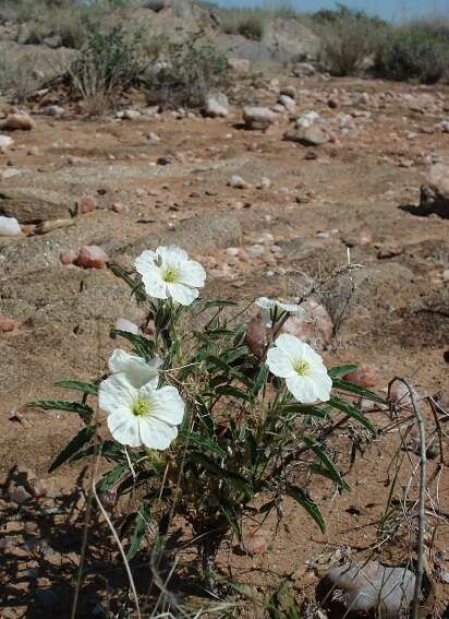 Image of Monsonia glauca Knuth