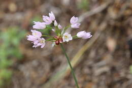 Image of Allium roseum L.