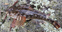 Image of Padded sculpin