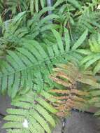 Image of Parasitic Waterfall Fern