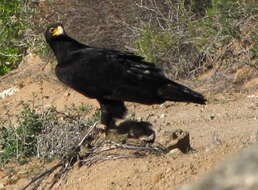 Image of Black Eagle