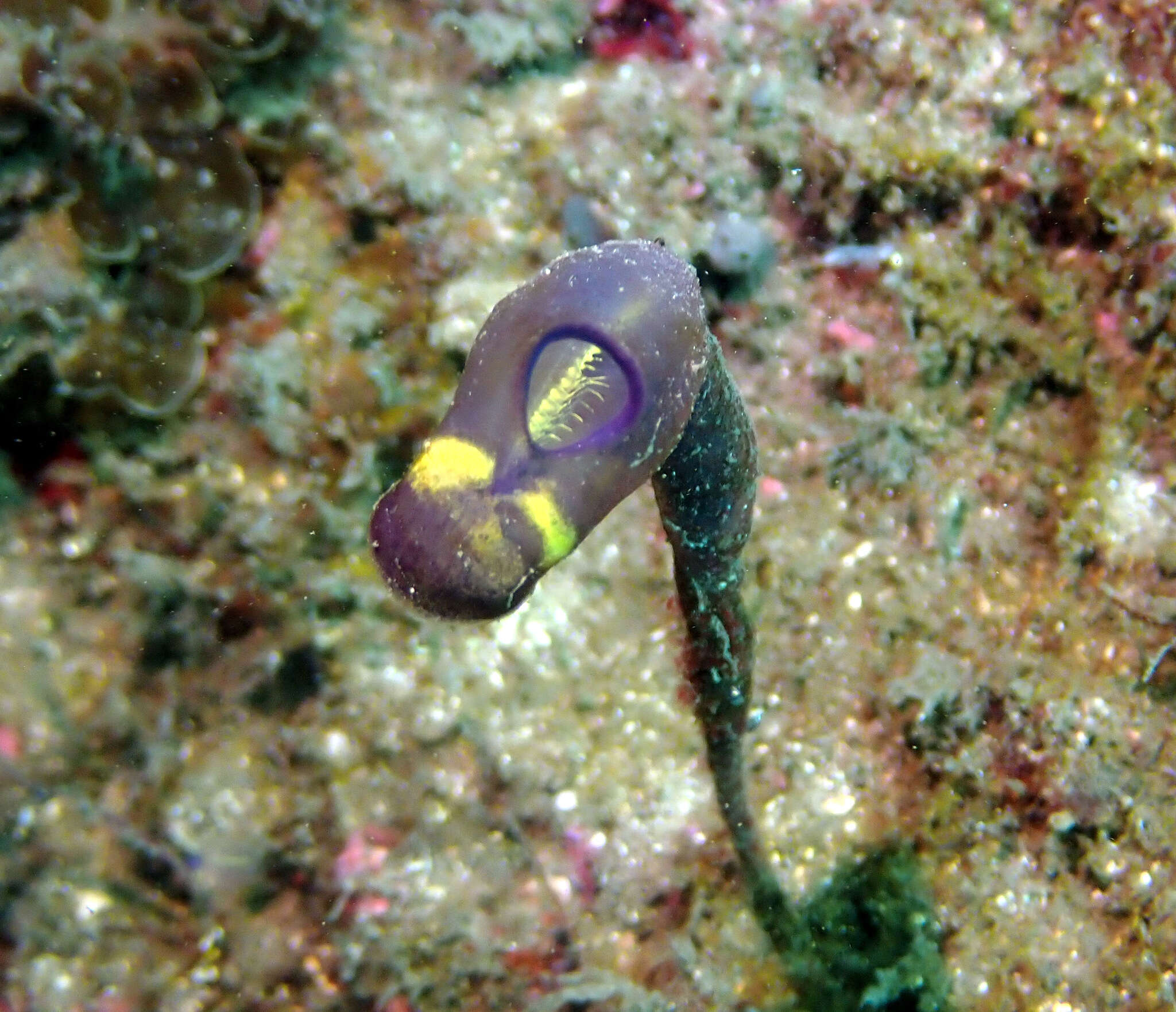 Image of Clavelina meridionalis (Herdman 1891)