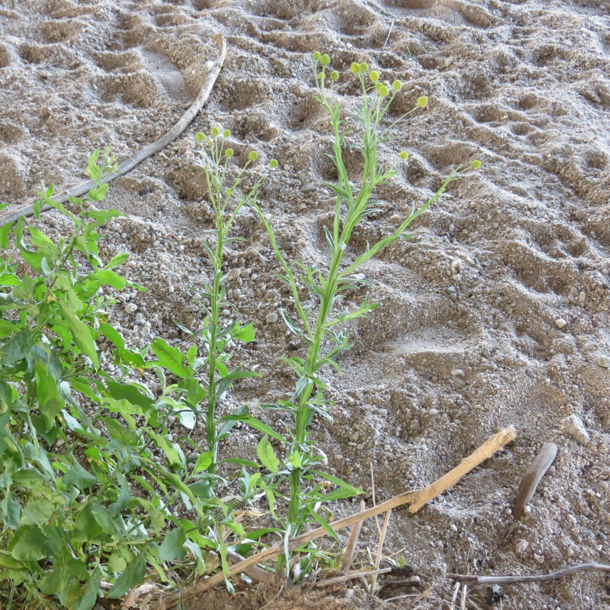 Image of Thurber's Sneezeweed