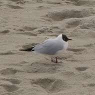 Image of Black-headed Gull