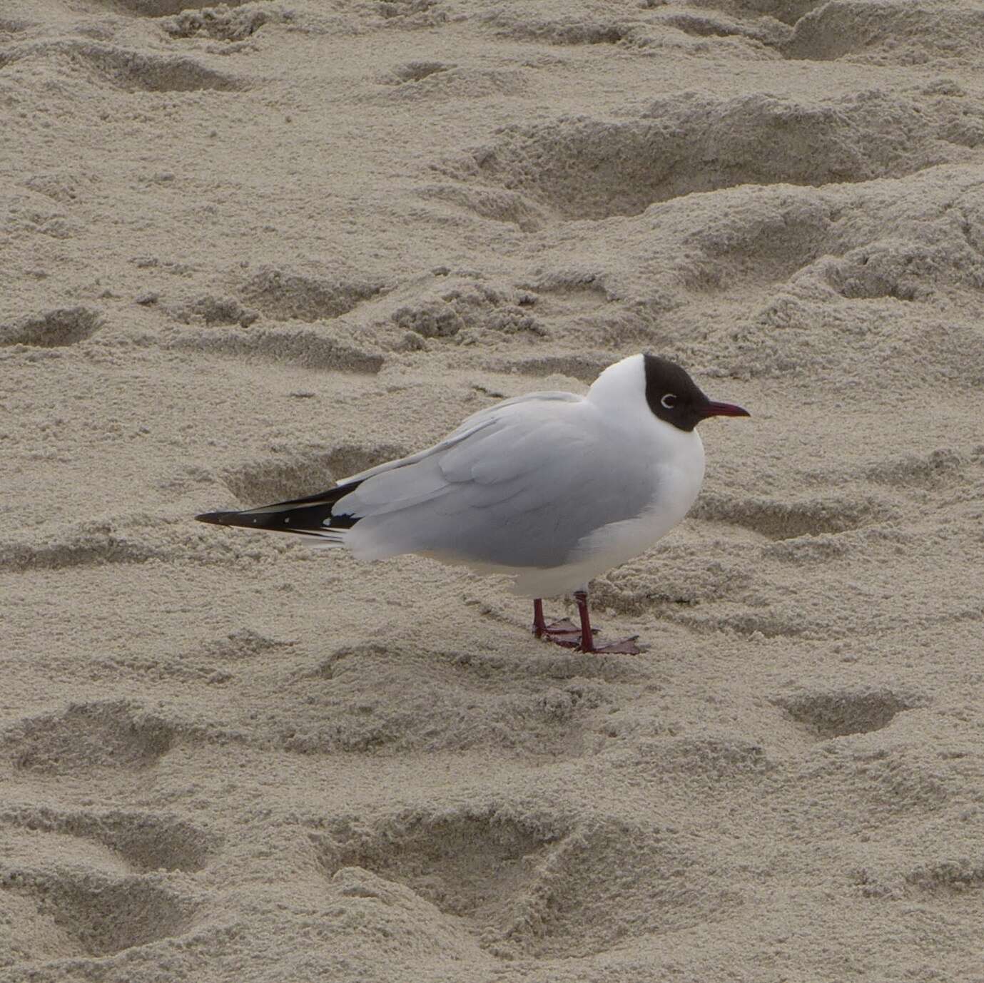 Image of Black-headed Gull