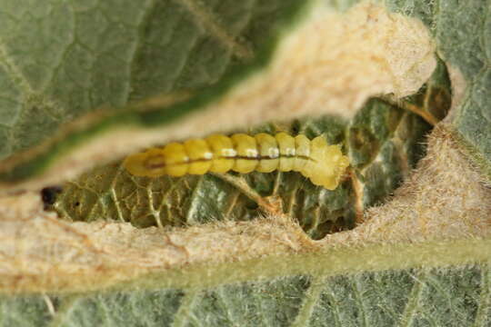 Image of Phyllonorycter salicicolella (Sircom 1848)