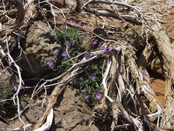 Viola palmensis Webb & Berth. resmi