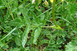 Image of Heracleum austriacum subsp. siifolium (Scop.) Nyman