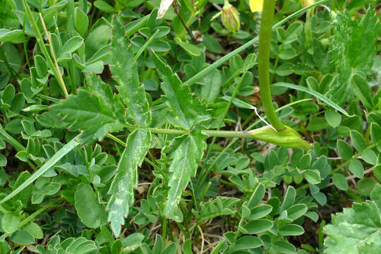 Image of Heracleum austriacum L.