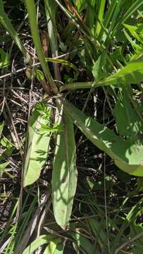 Image of fiddleleaf hawksbeard