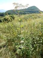 Image of pale Indian plantain