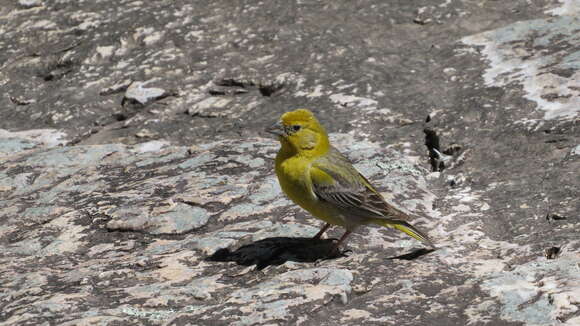 Image of Greater Yellow Finch